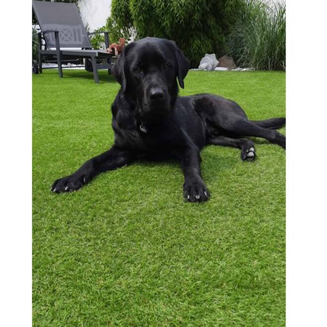 Kunstrasen Allg�u / 40 mm