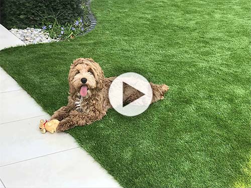 Auch den Hunden gef�llt unser Premium Kunstrasen