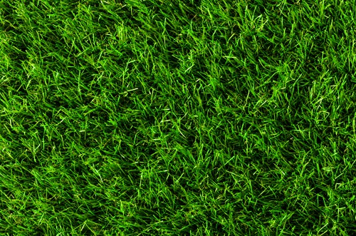 Kunstrasen oder echter Rasen