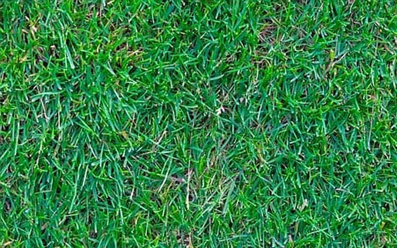 Warum ist Premium Kunstrasen besser als g�nstiger Kunstrasen?